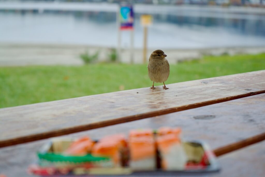 プカキ湖でサーモン寿司と雀