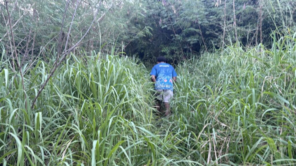 サンセットを見に行く道中。ヤブを進んでいく獣道